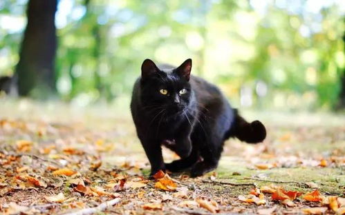 较深夜教室里黑猫徘徊，诡异地笑声回荡，这是不是预示着哪些不寻常的事情发生了？