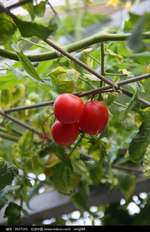 震惊！半夜梦见番茄树爆炸式结果竟暗示这种命运