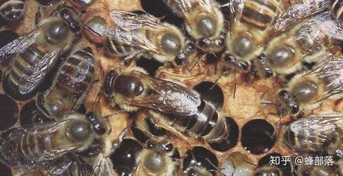 蜜蜂的生肖是什么？蜜蜂的养殖方法又是怎样的？