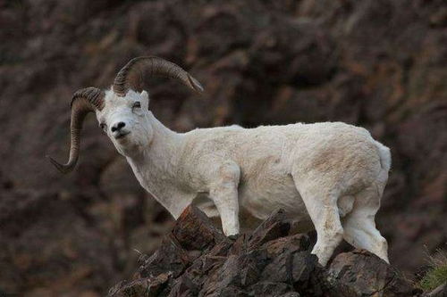 属羊人2026年创业运势及事业运如何？