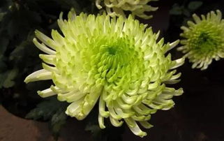 五、 生机盎然的生物美学构建：绿色植物对磁场环境的净化与激活