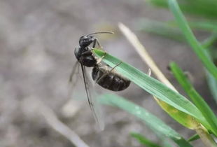 我为什么总是梦到成群的蚂蚁？这预示着什么？