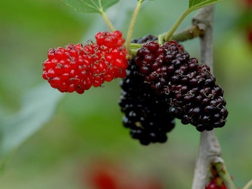 桑果奇幻之旅：那些说不清道不明的发财梦