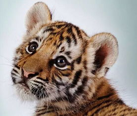 2）锋+浩——锋浩