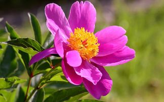 紫微斗数的流行地位及其方法论局限