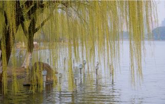 将春风扬柳打一生肖，是哪个生肖的象征？