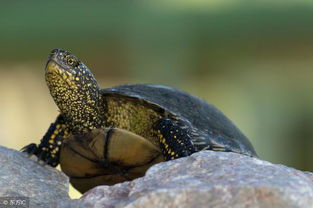 五男二女王八命是什么意思？