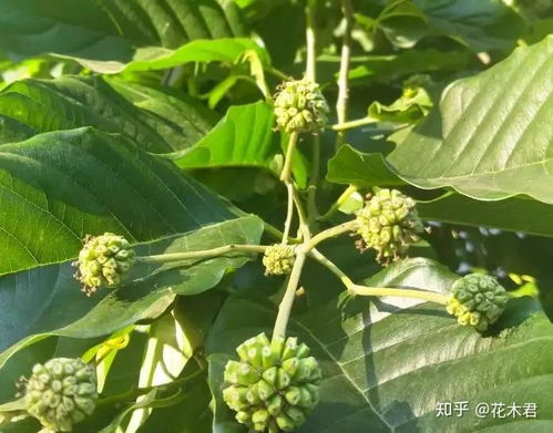 百山祖寒冷杉（Baishanzu Spruce）