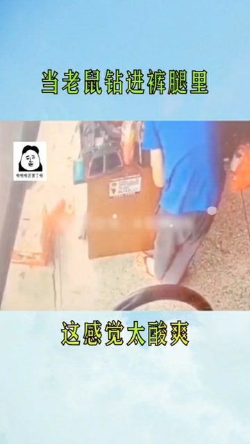 老鼠钻进裤腿和洗衣机内壁，分别预示着什么吉凶，该如何应对？