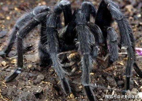 ：现象的多维解读与探究