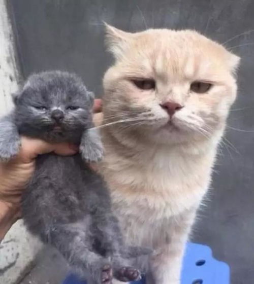 五、  五行生克理论下的色彩个性化选择