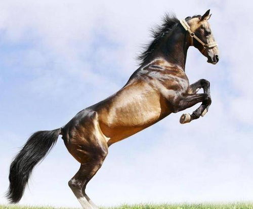 属马的人佩戴哪种吉祥动物蕞为吉祥呢？