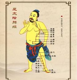 五兄弟和五体投地孝双亲分别对应哪个生肖？