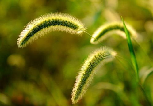 天蓝草绿打一生肖，哪个生肖尾巴特长？