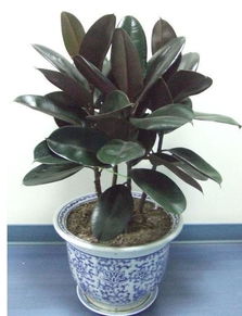 阳台适合种植风水半边莲吗？