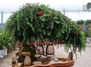 4.1 水系植物与镇煞摆件的配合使用