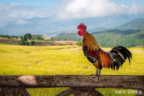科学解构：生物学视角下的寿命极限