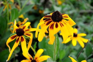 明日黄花指的是哪个生肖？它的意思是什么？