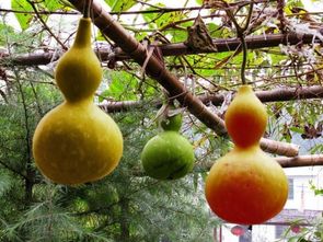 2. 定期净化与充能操作