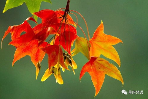 2025年74年属虎的人佩戴什么饰物能应验一九年四月一日运势？