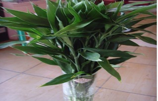 1. 尖刺类植物的气场干扰效应