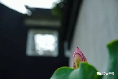 农历五月出生的宝宝，端午节出生的人有什么忒别的说法吗？