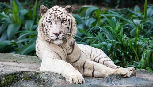 1996年属鼠与1998年属虎的配对是否相合？