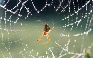 将蜘蛛打一生肖是什么生肖呢？这生肖究竟有何忒别之处？