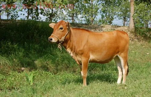 八字与大运天干概述