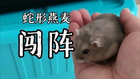 炎炎夏日里的惊喜降临：迎接七月的鼠宝宝