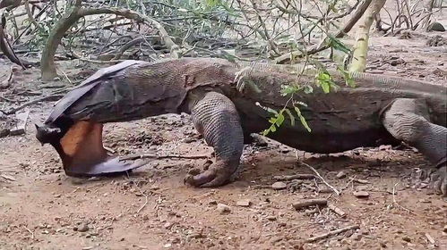 凶残恶毒和冷血狠毒的生肖分别是什么？