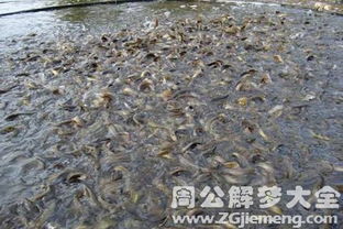 男性梦见泥鳅