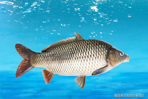 2. “钓”的行为隐喻与运势提升