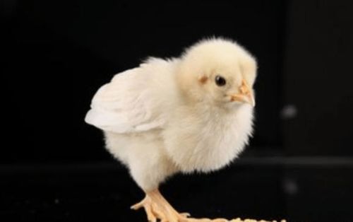 那些必须要用的汉字神马滴