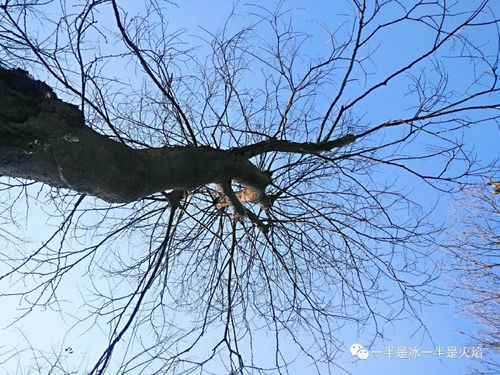 陈年枯枝象征哪个生肖，枯枝与哪个生肖相联系？