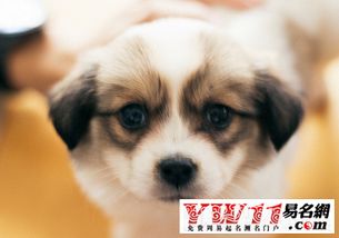 有没有霸气十足又好听不俗的男狗狗名字推荐？