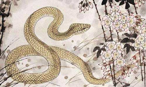 属蛇人2026年运势及每月运程分析与属马2026年运势详解书分别是什么？