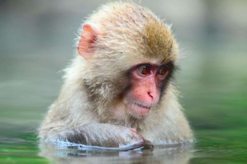 2026年属猴全年运势及26年运程具体含义是什么？