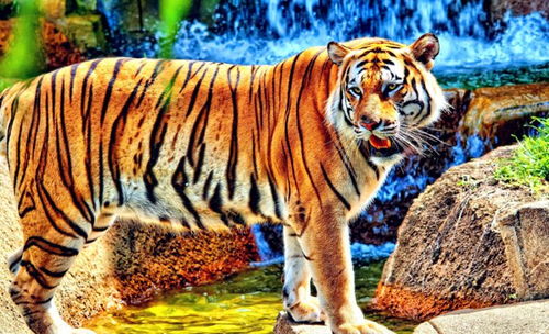 十二生肖中，虎的一生有哪些特别重要的贵人？