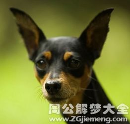 梦见被大黑狗追逐却未被咬到，这究竟预示着什么含义？