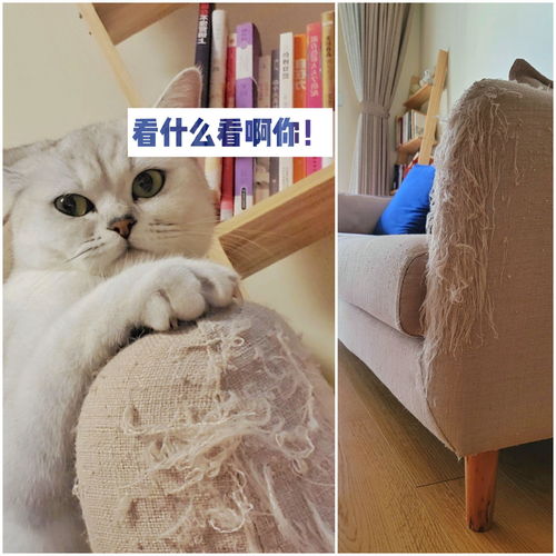 如何将宠物用品收纳得既整洁又方便？