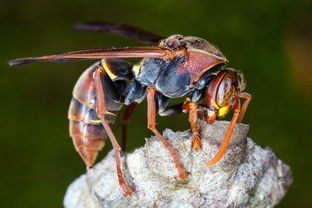 一、马蜂筑巢的风水原理及其经典依据
