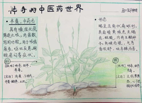 ：青蛙突入居所之文化底蕴与学术探讨概述