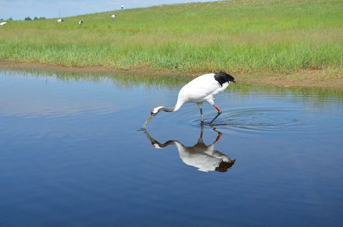 扎龙自然保护区：鹤在哪儿？我也不知道…