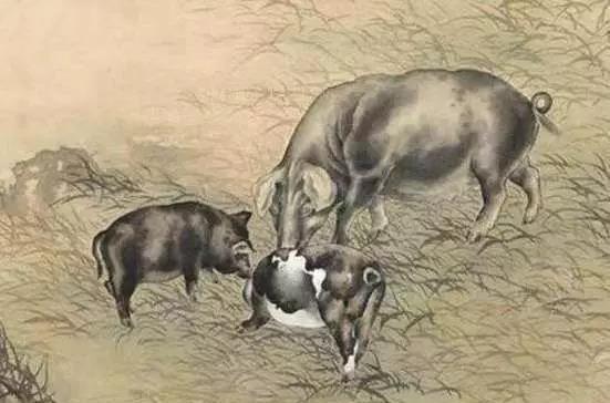 属猪如何提升财运？好运秘诀是什么？