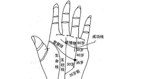 6、 旺运型（食指与中指之间有隙缝）