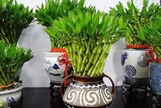 银柳（Salix spp.）——旺财之光彩叶影