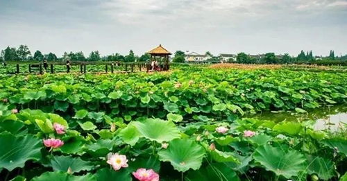 莲花一品大地，莲花竹的风水作用有哪些？