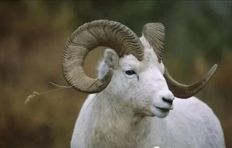 属虎2026年如何破解犯太岁？