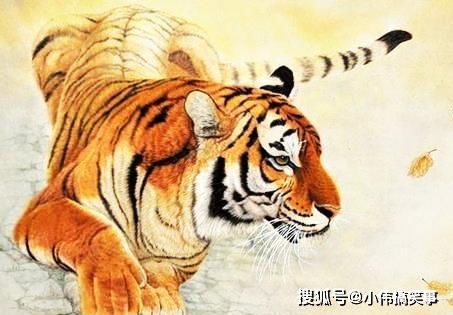 属虎者